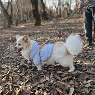 سگ اشپیز نر