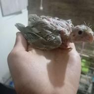 جوجه سرلاکی عروس هلندی و پدر مادرش