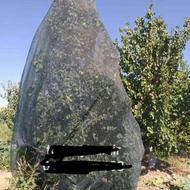 تور ضد پرنده استاندارد تورینه بافت با گارانتی