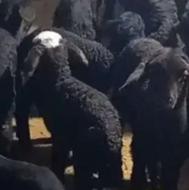 بره شیری افشار