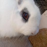 خرگوش مینیاتوری