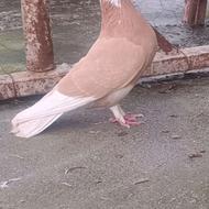 کبوتر سرور کاکلی و زرد کاکلی