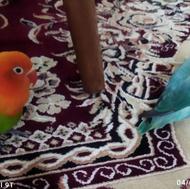 فروش فوری طوطی برزیلی