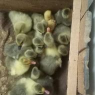 تعدادی جوجه غاز هفت روزه