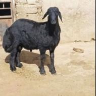 کاور بران اصل اصل نیست درجهان