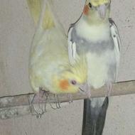 فروش عروس هلندی 6ماهه تک لوتینو