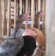 3 عدد مرغ لاری