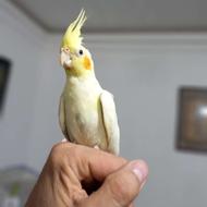 عروس هلندی ماده لوتینو