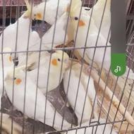 فروش عمدعروس هلندی