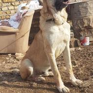 سگ دو نیم ساله سراب خالص