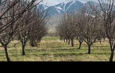 فروش باغ گردو با 400 اصله درخت 13 ساله