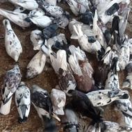 فروش ویژه کفتر