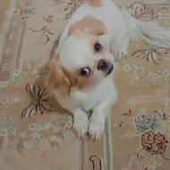 واگذاری سگ فوری