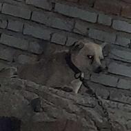 سگ پامر فهمیده واگذاری