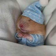 جفت همستر تربیت شده 800