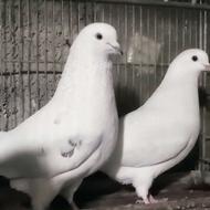 کبوترپرشی دهن جور