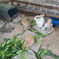 فروش خرگوش کته زرددوماهه