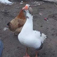 غازی نر دوساله