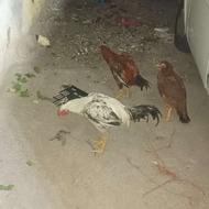 2عددخروس لاری و 2عددمرغ لاری