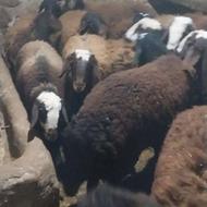 فروش همه نوع گوسفند