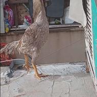 خروس المانی