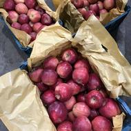 فروش 10تن سیب قرمزاستخوانی