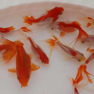 فروش انواع ماهی قرمز گلفیش از سر استخر ماهی