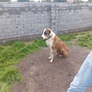 ماده‌سگ خراسانی واگذادی