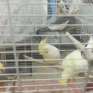 واگذاری پرنده رایگان