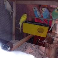 چند چفت مرغ عشق مولد