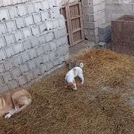 توله سگ ماده خراسانی