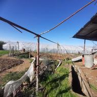 فروش ملیه گرد یکسر گلخانه