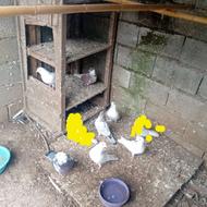 کبوتر نروماده‌پرشی