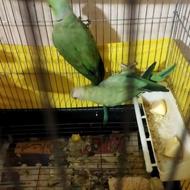 فروش یک جفت طوطی ملنگو