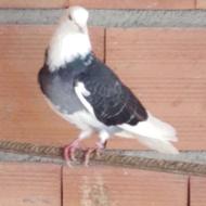 یه جفت کبوتر شازده سیاه سرو کله دار با جوجه