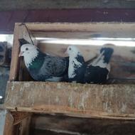 یک جفت کبوتر شازده