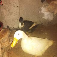 تخم اردک درجه یک