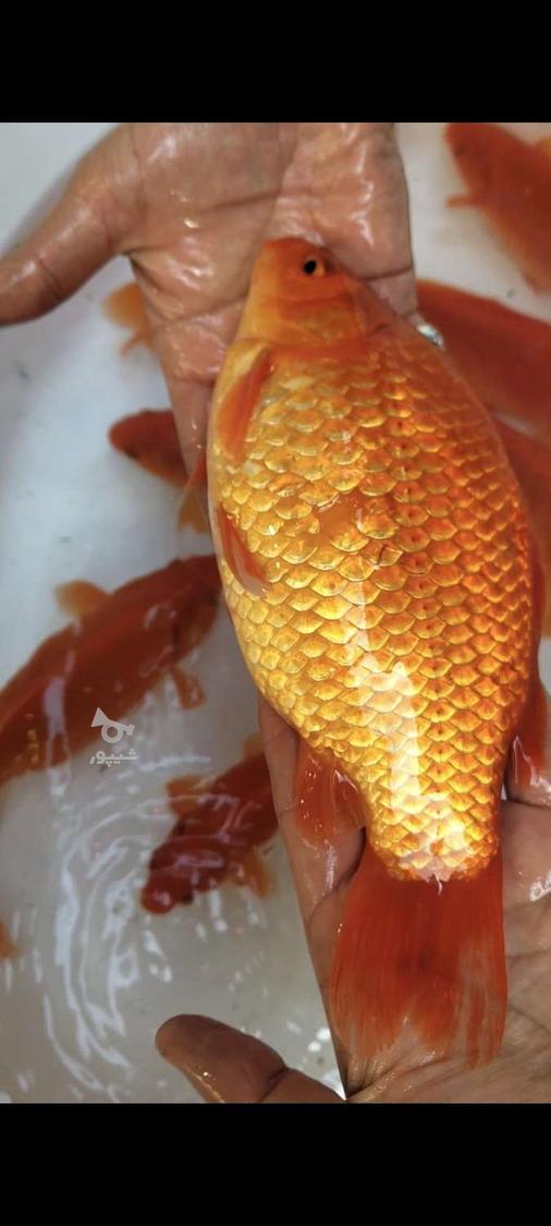 ماهی قرمز و تنگ ماهی
