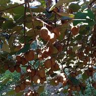 کیوی صادراتی