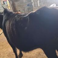 گاو محلی ابستن سنگین