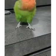 طوطی برزیلی هلویی یکساله اهلی