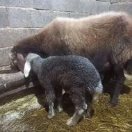 فروش گوسفند وره مار بره نر بره 23روزه تمیز