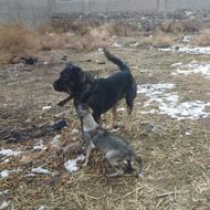 سگ ادم گیر شدید