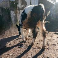 گوساله نر هولشتان