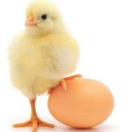 جوجه مرغ گوشتی