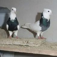 کبوتر فروشی