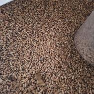 گندم بوجاری