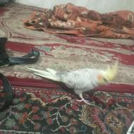 یه جفت عروس هلندی