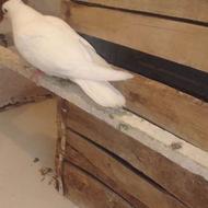 کبوتر جوجه کنار خیس بوم ندیده