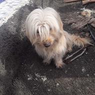 واگذاری سگ پشمالو خوشگل و بی ازار و اروم